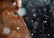 Snjókorn sur Islandpferde  | IJslandse paarden | Icelandic horses Aperçu