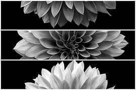 Portrait d'un dahlia déconstruit VI - Noir et blanc