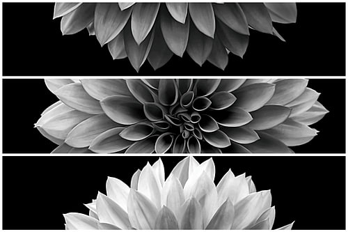 Deconstructed Portrait of a Dahlia VI – Black and White