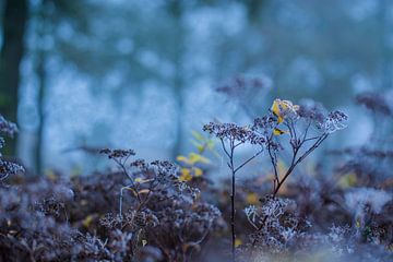 Winters Mini Landschap | Natuurfotografie van Nanda Bussers