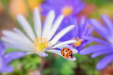 Ladybug by Friedhelm Peters