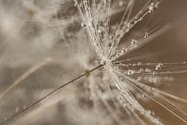 Een pluisje in een pluizenbol met druppeltjes (taupe en beige tinten) van Marjolijn van den Berg