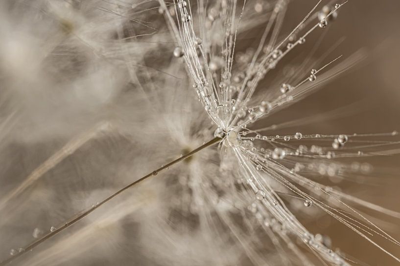 A fluff in a fluff ball with droplets (taupe and beige shades) by Marjolijn van den Berg