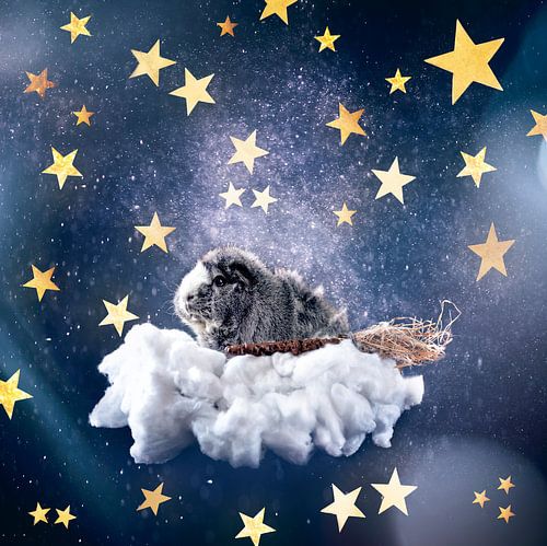 Cavia sterren wolkje