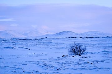 IJsland