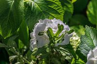 Weiße Hortensienblüte im sommerlichen Schlaglicht