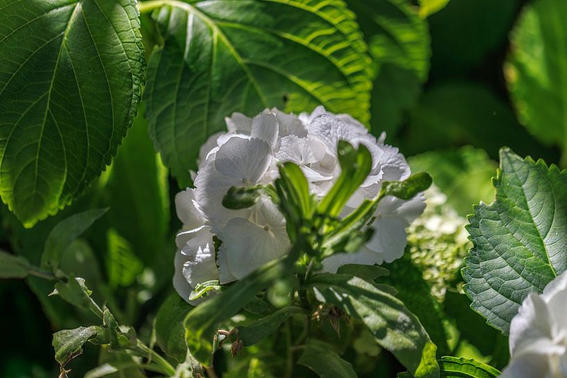 Witte hortensia bloeit in de zomerse spotlights van Christoph Hermann