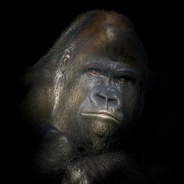 Bildnis eines Gorillas mit Silberrücken