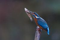 Kingfisher with fish