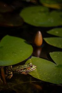 La paix sur l'eau