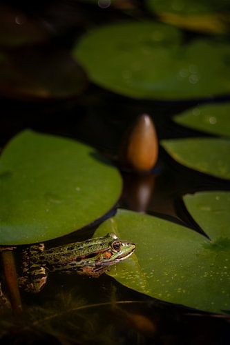 Peace on the water by Martin Mol