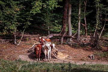 Kühe von Rob Boon