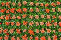 Kleurrijk bouquet van kalanchoes in tuinbouwkas van Gert van Santen thumbnail