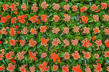 Kleurrijk bouquet van kalanchoes in tuinbouwkas van Gert van Santen