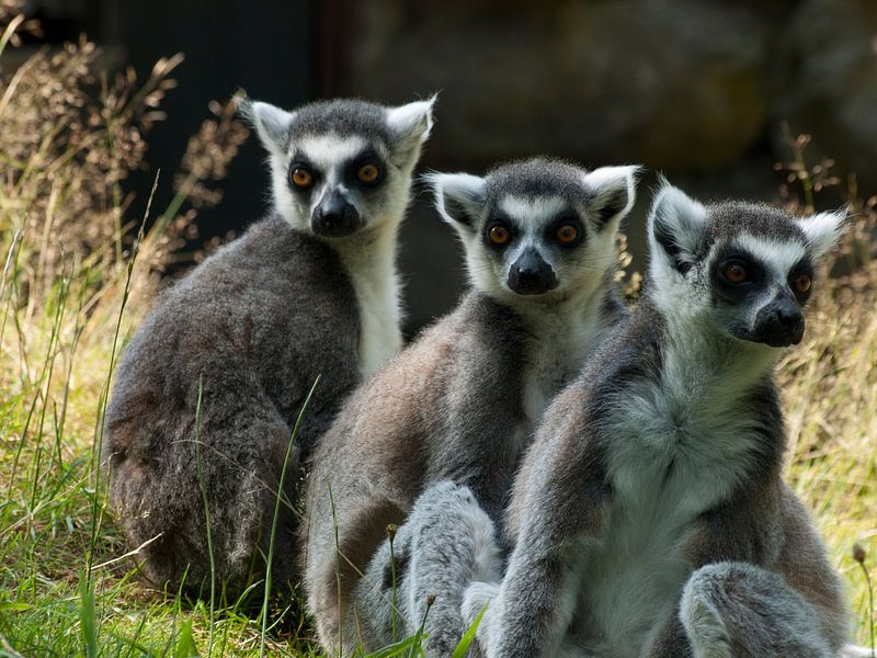 3 in einer von P van Beek