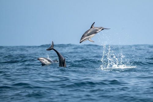 Rußdelfine Atlantischer Ozean Südafrika