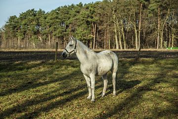 Het grijze paard heeft zijn oren opgezet van Norbert Sülzner