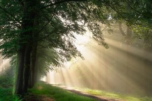Golden Morning Pathway