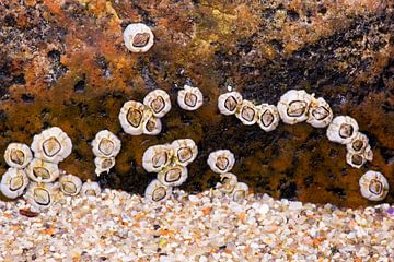 Een groep zeepokken op een steen van dichtbij, Noorwegen van Nature in Stock