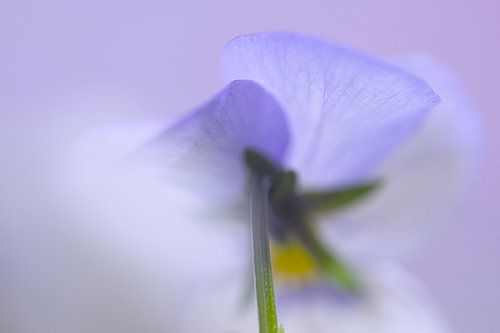 In the mist i found you