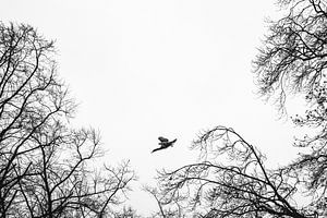 Kormoran fliegt von seinem Ruheplatz weg