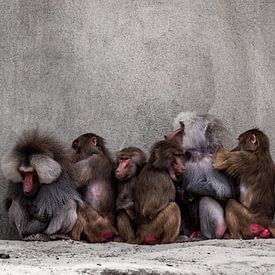 famille de singes sur snippefotografie