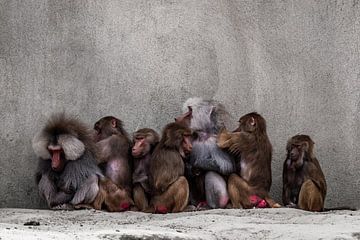 apen familie van snippefotografie