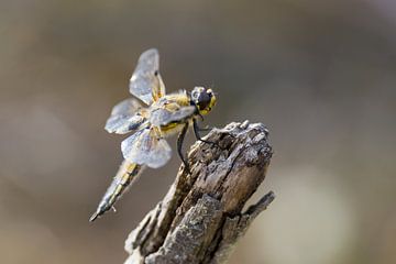 dragonflies by Rob Hansum