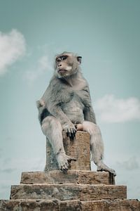 Singe regardant l'océan depuis un pilier du temple sur Troy Wegman