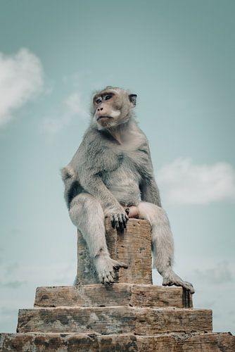 Aap die Uitkijkt over de Oceaan vanaf een Tempelpilaar