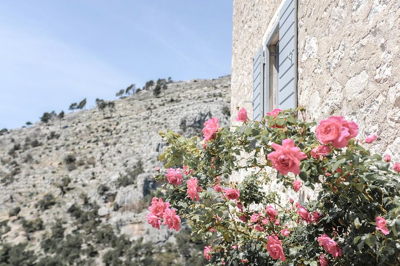 Pink roses in bloom next to Mediterranean house by Melissa Peltenburg