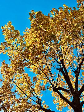 Herbstlich gelber Baum