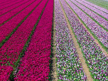 Prachtig veld met paarse en gekleurde tulpen van Arjan van der Veer