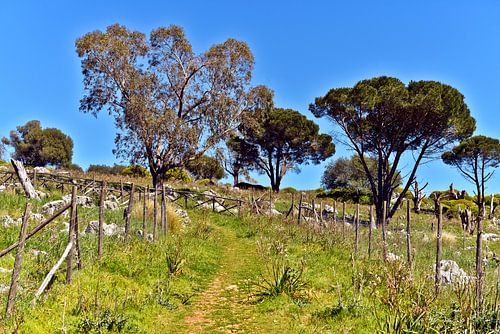 An idyllic nature reserve on Monte Pellegrino in Sicily