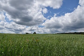 An oat field in summer by Claude Laprise