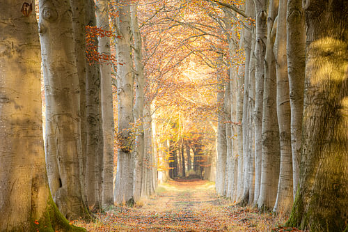 Beukenlaan in de herfst