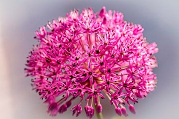 Allium sur Rob Boon