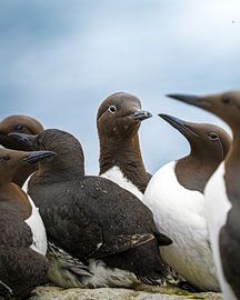 Trottellumme von Tom Zwerver