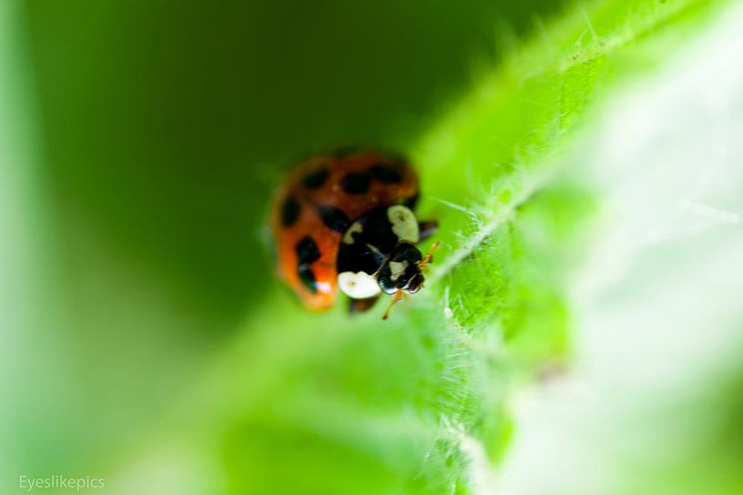 small and wonderfull by dieter provoost