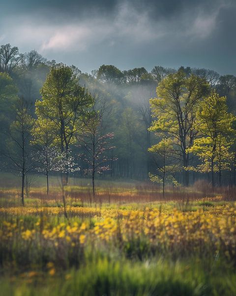 Sunrise in the autumn forest by fernlichtsicht