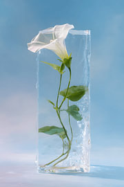 Moonflower on ice by MNS Designs
