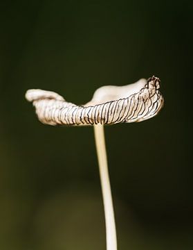 Mushroom by Trudiefotografie