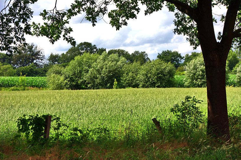 Arbres 3 par Edgar Schermaul