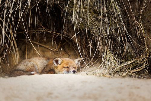 Sleepy cub by Pim Leijen