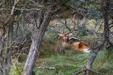 Deer in the dunes of the Amsterdam water supply Area by ChrisWillemsen
