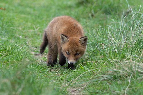 Young fox (cub) in the Amsterdam water supply dunes