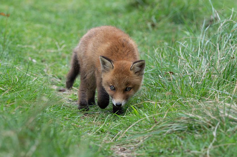 Jungfuchs (Jungtier) in den Amsterdamer Wasserleitungsdünen von Peter Bartelings