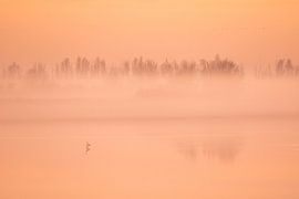 Sonnenuntergang Oostvaardersplassen von Danny Slijfer Natuurfotografie