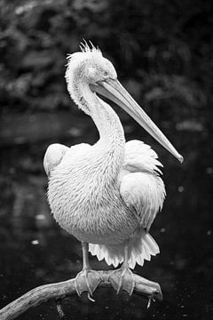Pelican in black and white by Evelien Oerlemans