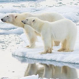 Polar Bears pose in beautiful evening light by Lennart Verheuvel